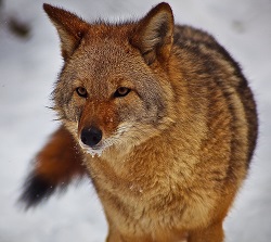 Coyote2